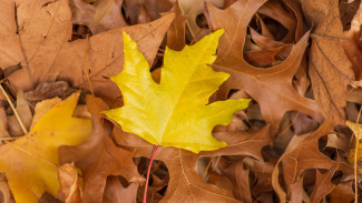 Прогноз погоды в Воронеже на 8.10.2025