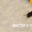 В воронежском Шилове началось нашествие жужелиц