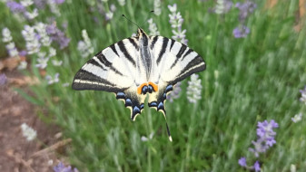 Редкую бабочку заметили в воронежском Ботаническом саду