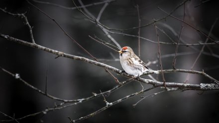 Мокрый снег и перепады температуры спрогнозировали в выходные в Воронеже