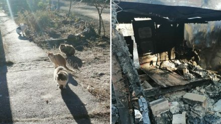 Пожар в частном приюте в Воронежской области оставил на морозе 20 кошек