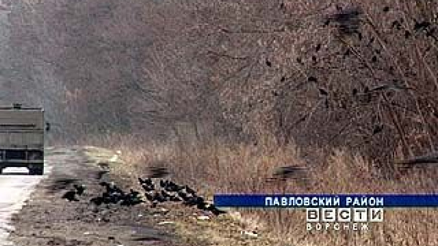 В южные районы Воронежской области прилетели грачи