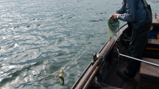В Воронеже суд приговорил к обязательным работам поймавшего 120 рыб браконьера