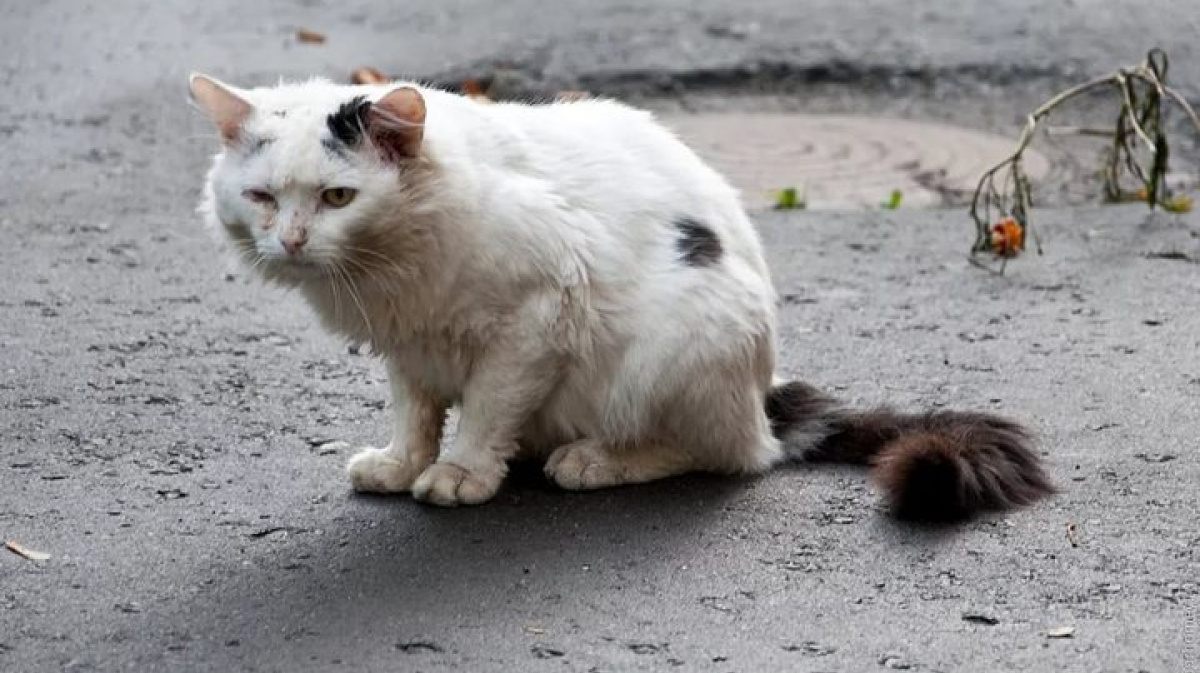 Бездомный кот. Рамблер кошка.