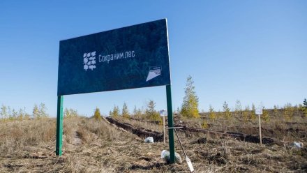 В 2022 году в Воронежской области продолжится ликвидация свалок и восстановление леса
