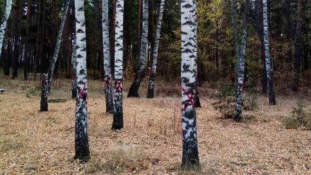 Красные кресты на деревьях в Северном лесу перепугали воронежцев