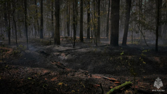 Пожар в липецкой части Воронежского заповедника потушили спустя 6 дней