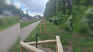 В Северном микрорайоне Воронежа незаконно обрезали 70 рябин