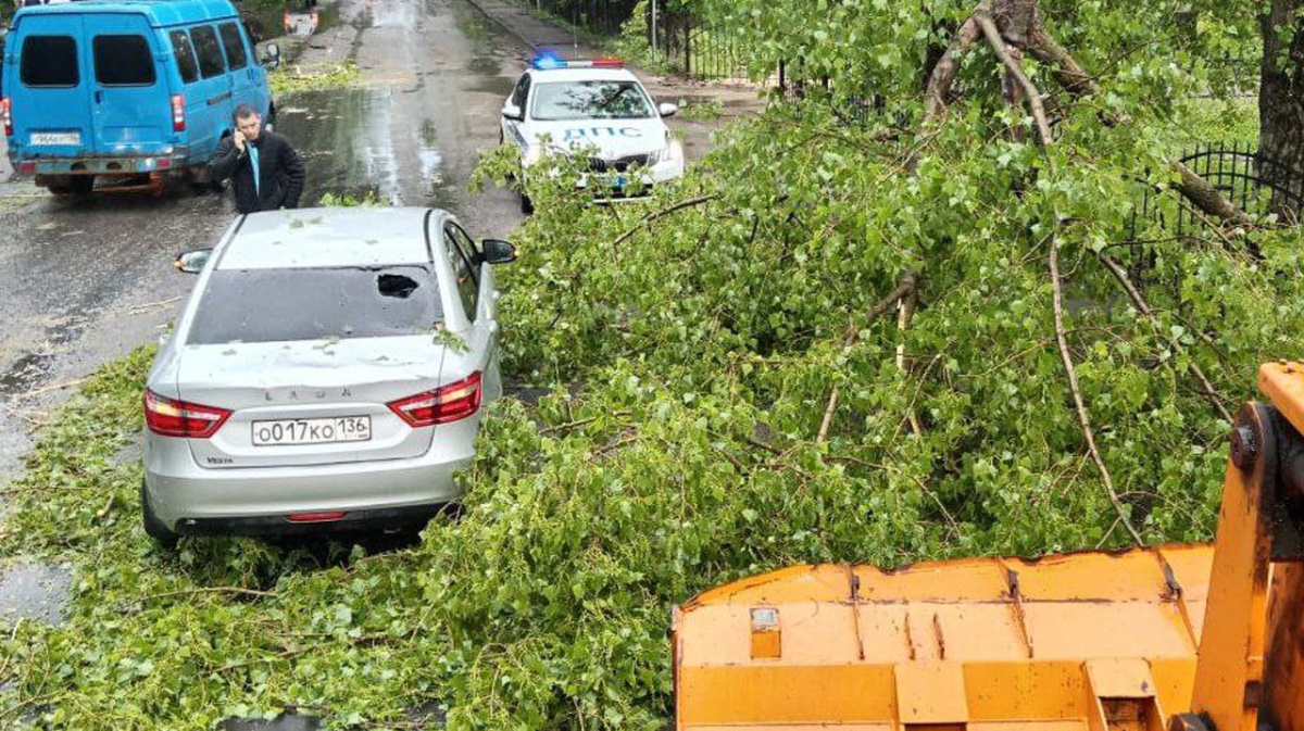 В Воронеже после штормового ветра упало больше 30 деревьев и ветвей |  07.05.2024 | Воронеж - БезФормата