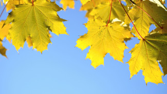 «Чёрного лесоруба» отправили в колонию за срубленный клён в воронежском лесу