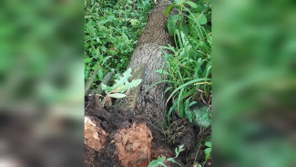 Дерево рухнуло во дворе жилого дома на 9 Января в Воронеже