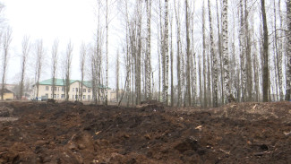 Общественный совет Семилук запланировал обратиться в СК после массовой вырубки деревьев   