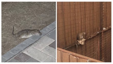 После нашествия крыс на ЖК в центре Воронежа проверят управляющую компанию