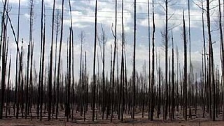 Охоты в Воронежской области не будет до 4 сентября