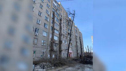 Управляющую компанию оштрафуют за незаконную вырубку деревьев в Воронеже