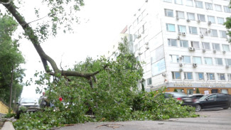 Число упавших в Воронеже деревьев увеличилось до 39