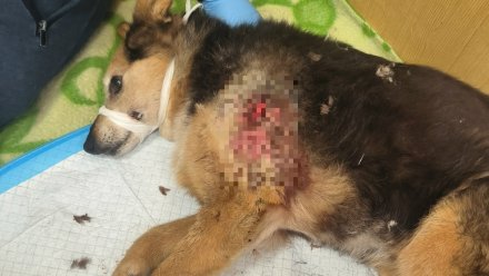 Собака Мелкая из воронежского приюта распорола лапку во время атаки БПЛА