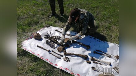 В Воронежской области обнаружили останки пяти красноармейцев