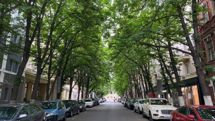 Полиция начала поиски изуродовавших «парижскую» каштановую аллею в Воронеже