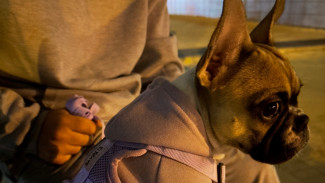 В воронежской ветклинике отказались комментировать ситуацию с пострадавшим щенком