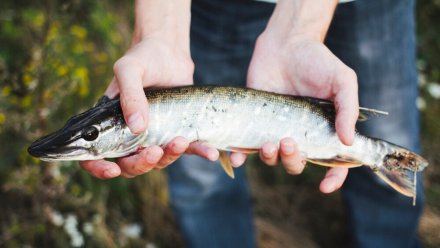 В Воронежской области зарегистрировали 2 случая заражения дифиллоботриозом