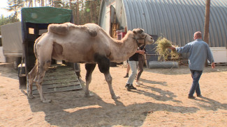 Воронежскому зоопарку передали 16-летнего верблюда