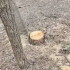 В мэрии Воронежа прокомментировали вырубку деревьев в парке «‎Танаис»‎