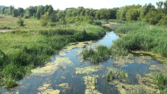 Выздоровление рек. Что помогло воронежским водоёмам стать чище