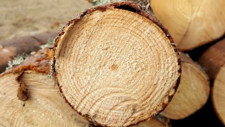 Бывший воронежский лесник незаконно срубил деревьев на 4 млн