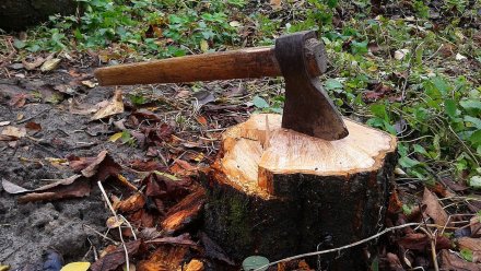 В воронежском парке «Орлёнок» вырубят 17 больных деревьев