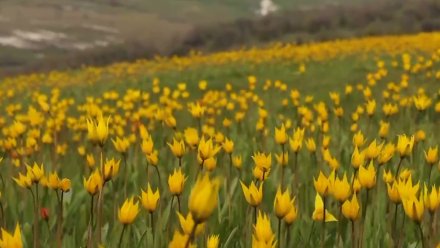 Цветение краснокнижных тюльпанов на юге Воронежской области показали на видео
