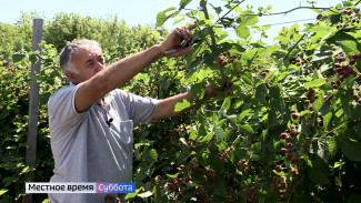 Воронежский агроном рассказал о правилах выращивания ежевики