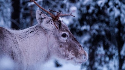 В воронежском заповеднике пересчитали благородных оленей