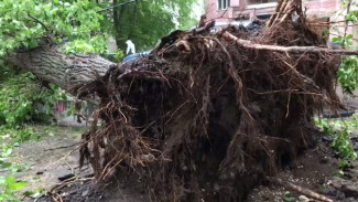 В Воронеже вырванное ураганом дерево упало на детскую площадку