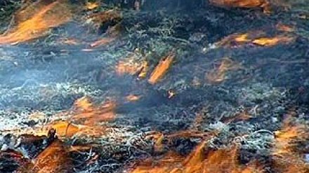 Страшный пожар в Верхнемамонском лесничестве