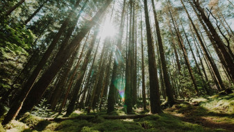 Памятник природы создадут на окраине Воронежа