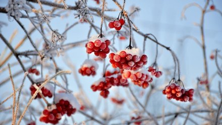 Воронежцам пообещали потепление перед Новым годом