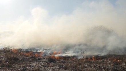В Воронежской области выросло число районов с третьим уровнем пожарной опасности