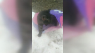 Неизвестные положили котёнка в пакет и выбросили в воронежском ЖК