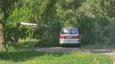В Воронеже во время урагана берёза рухнула на иномарку