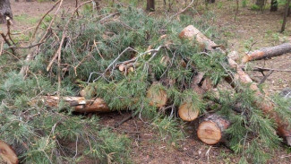 В Воронеже у Северного леса незаконно вырубили здоровые деревья