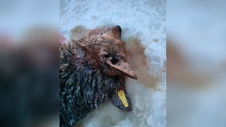 Трупы собак из воронежского Процессора забрали на экспертизу
