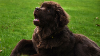 Под Борисоглебском бешеная енотовидная собака напала на домашнего пса