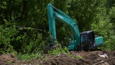 Воронежские экологи прокомментировали сообщение о вырубке деревьев у Ботанического сада