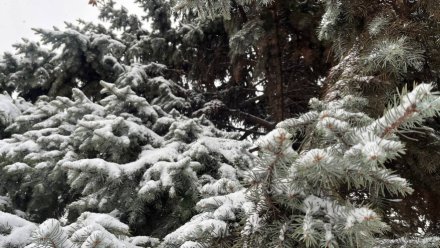 Последняя неделя февраля в Воронежской области начнётся с потепления