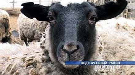В Воронежской области возрождают овцеводство