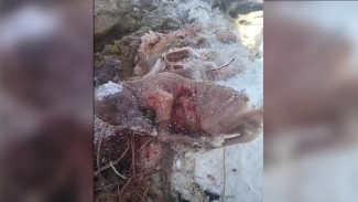 В Воронежской области возбудили уголовное дело после убийства беременной лосихи