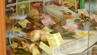 В Воронежском госуниверситете открылась выставка грибов