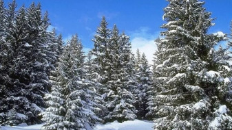 В Воронежской области начали охоту на новогодних лесорубов