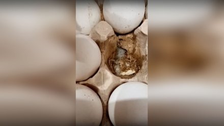 Воронежцы нашли червивые яйца в «Магните»